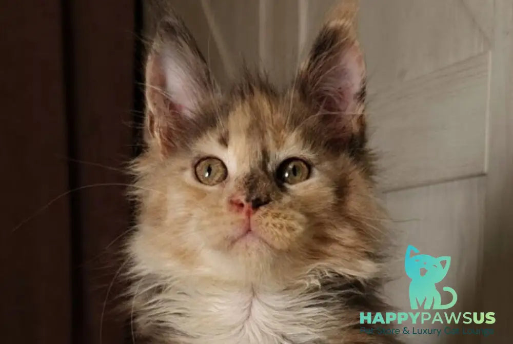 Quintara Maine Coon female blue tortie tabby bicolour live animals