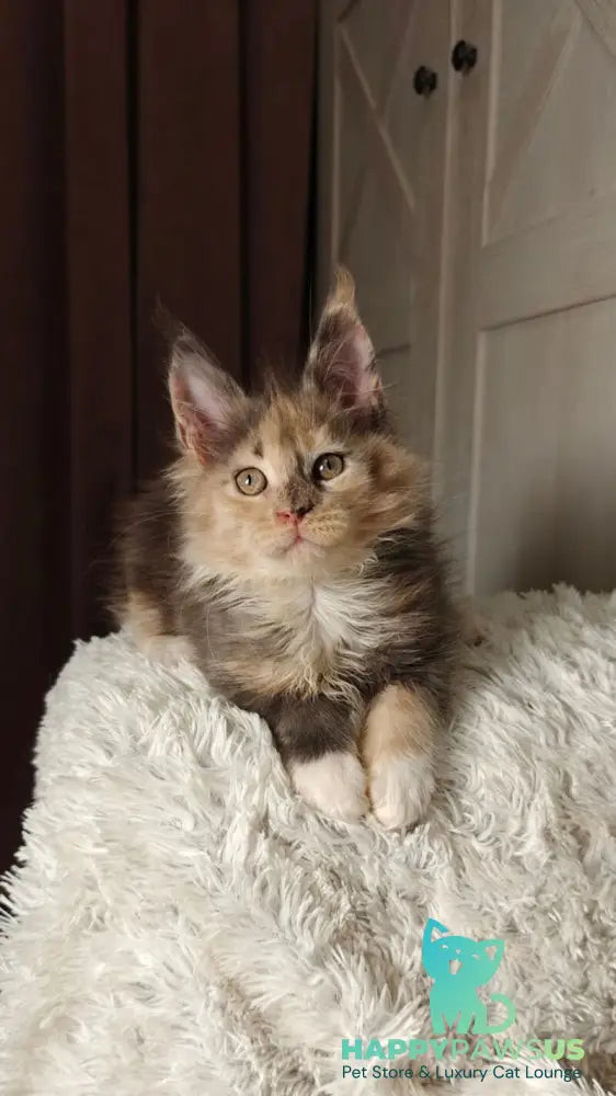 Quintara Maine Coon female blue tortie tabby bicolour live animals
