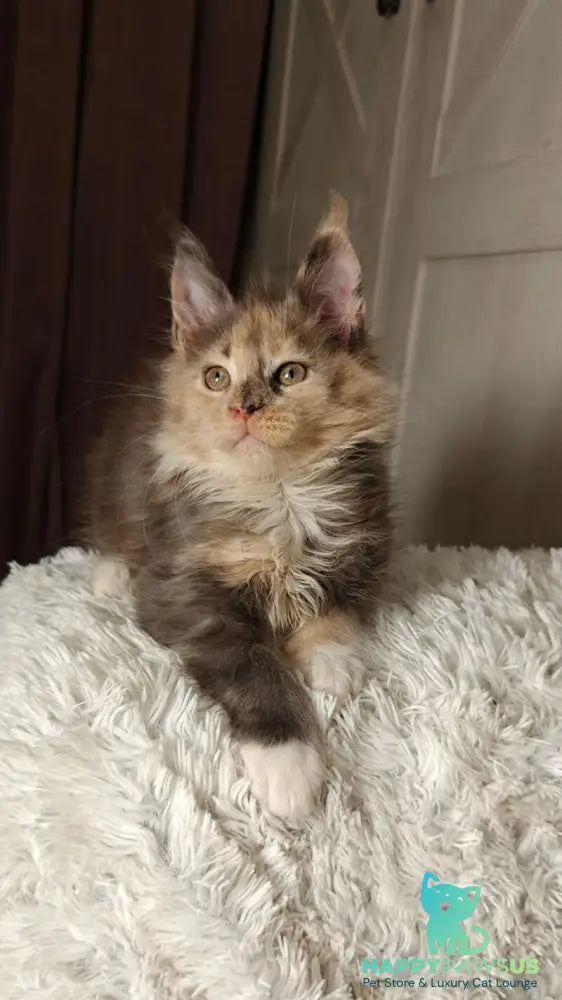 Quintara Maine Coon female blue tortie tabby bicolour live animals