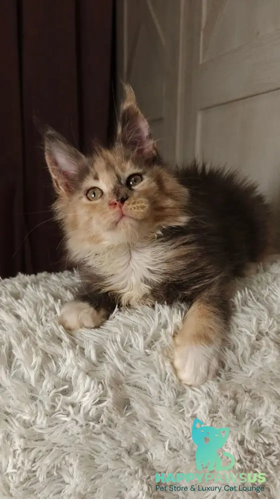 Quintara Maine Coon female blue tortie tabby bicolour live animals
