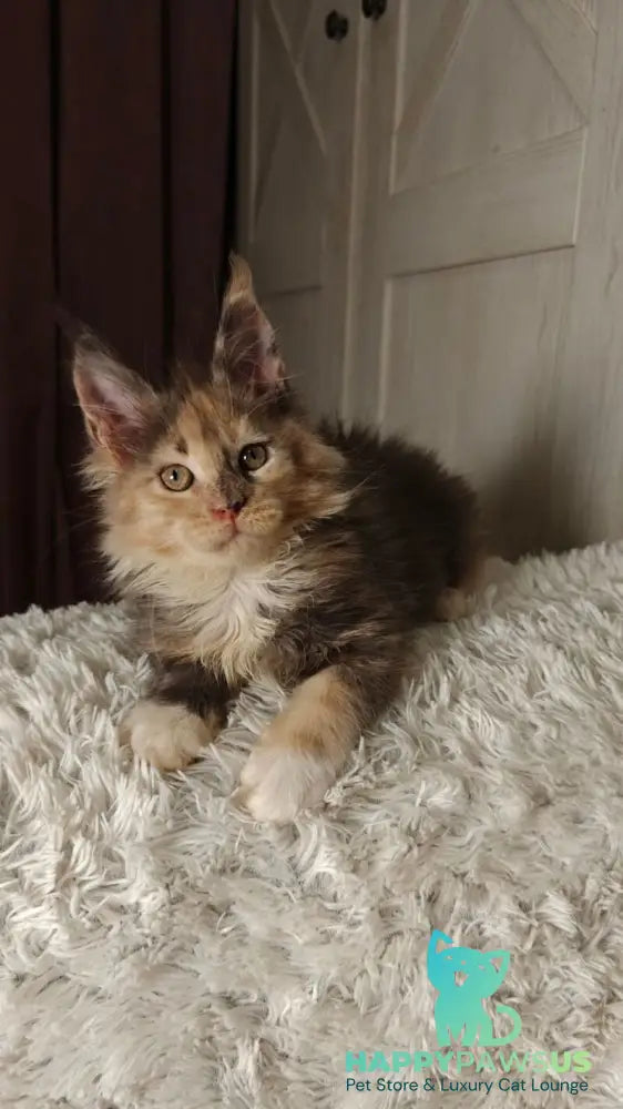 Quintara Maine Coon female blue tortie tabby bicolour live animals