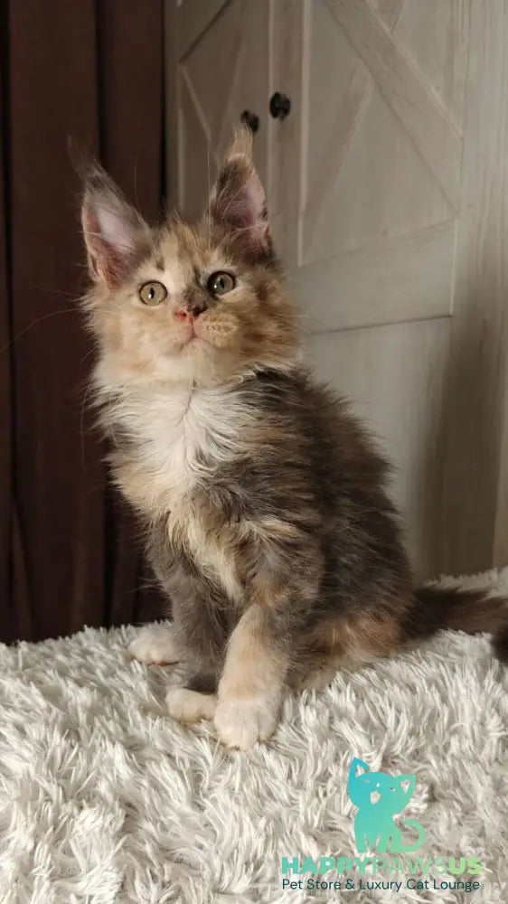 Quintara Maine Coon female blue tortie tabby bicolour live animals