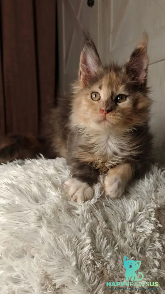 Quintara Maine Coon female blue tortie tabby bicolour live animals