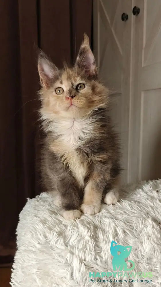 Quintara Maine Coon female blue tortie tabby bicolour live animals