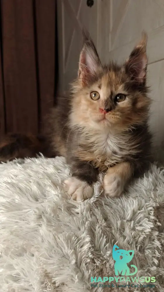 Quintara Maine Coon female blue tortie tabby bicolour live animals