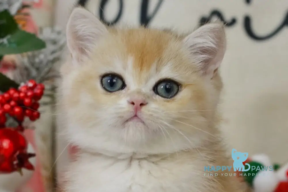 Quinton British Shorthair male black golden chinchilla live animals