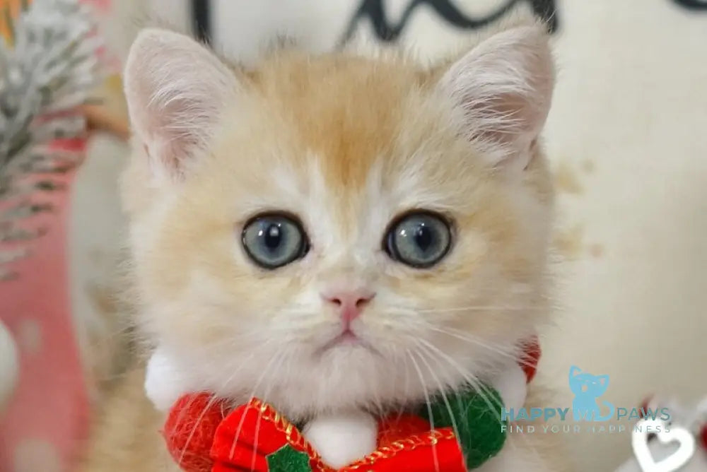 Quinton British Shorthair male black golden chinchilla live animals