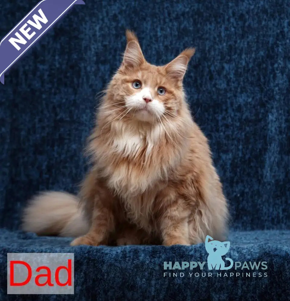 Quinton Maine Coon male black silver bicolour tabby live animals