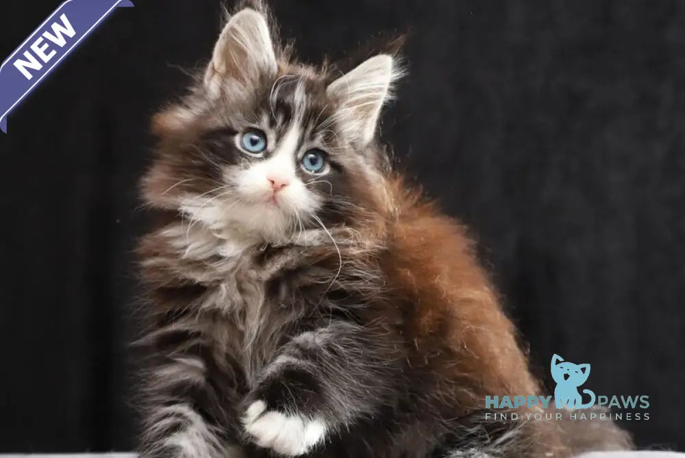 Quinton Maine Coon male black silver bicolour tabby live animals
