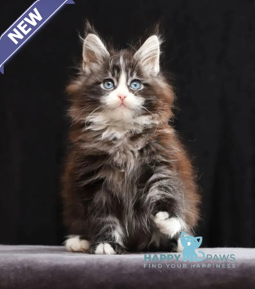 Quinton Maine Coon male black silver bicolour tabby live animals
