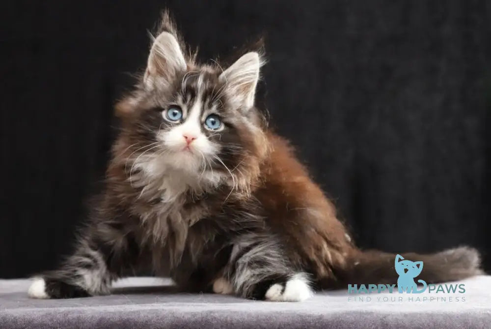 Quinton Maine Coon male black silver bicolour tabby live animals
