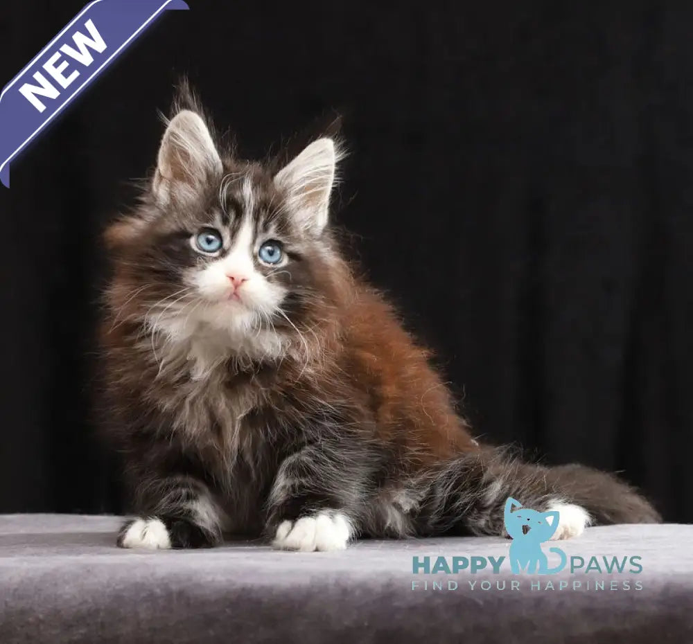 Quinton Maine Coon male black silver bicolour tabby live animals