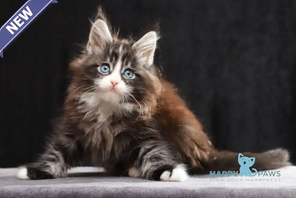Quinton Maine Coon male black silver bicolour tabby live animals