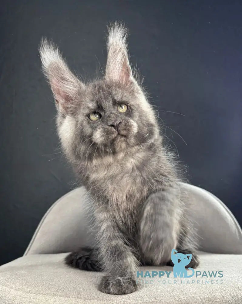 Quipster Maine Coon male black silver live animals