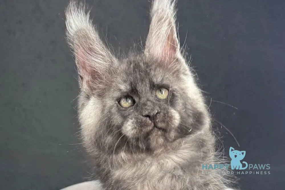 Quipster Maine Coon male black silver live animals