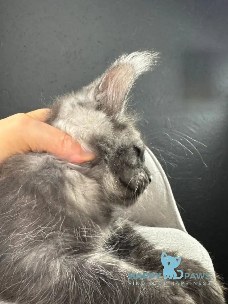 Quipster Maine Coon male black silver live animals