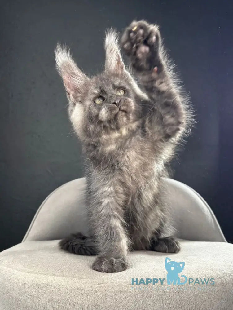 Quipster Maine Coon male black silver live animals