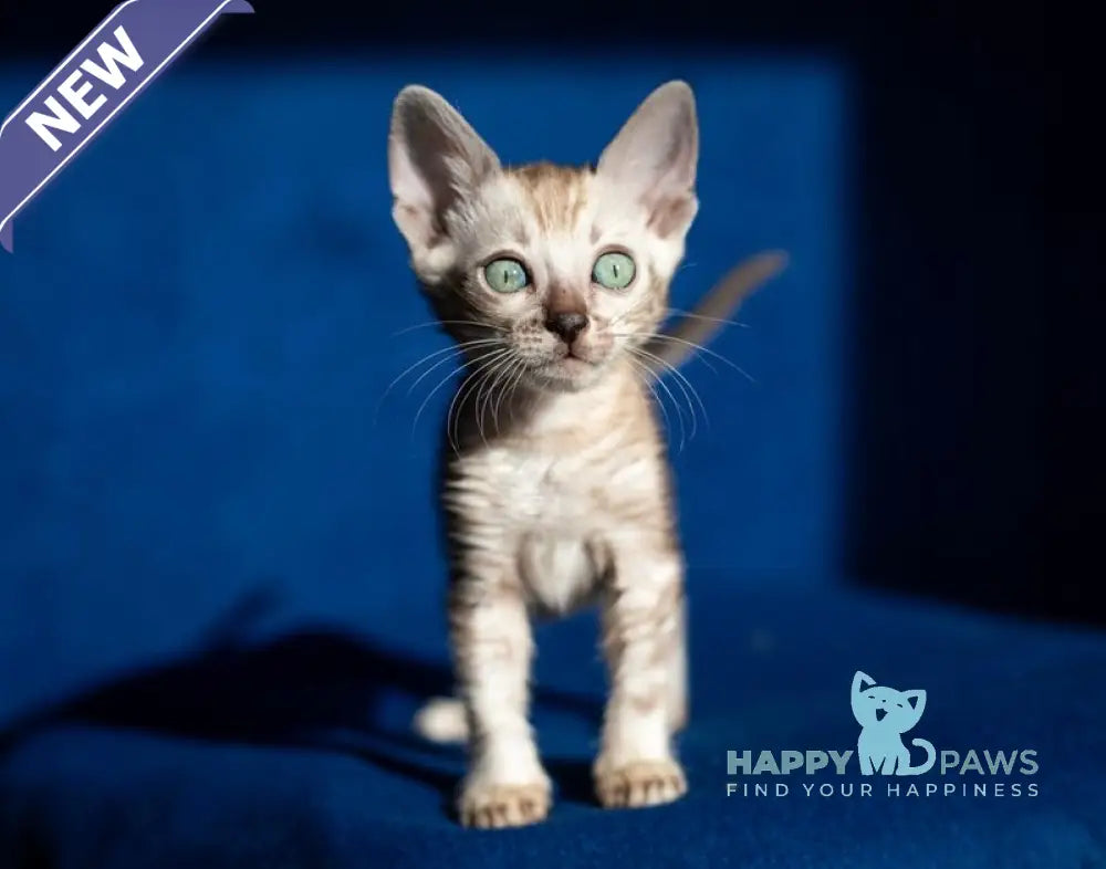 Quiqui Bengal female black tabby pointed live animals