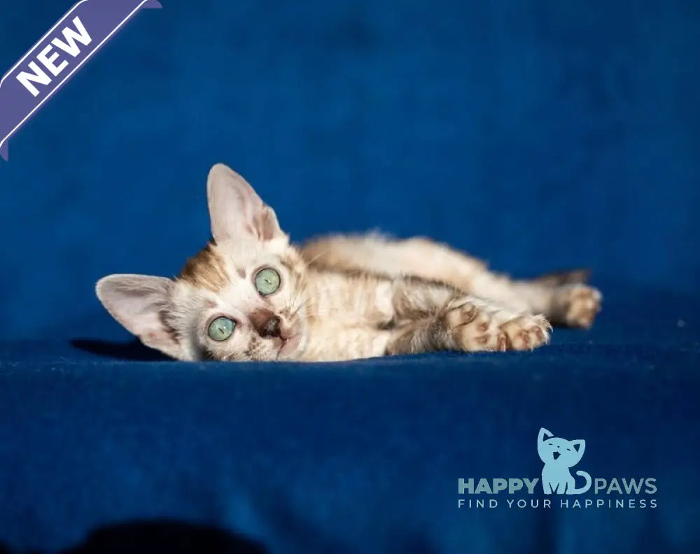 Quiqui Bengal female black tabby pointed live animals