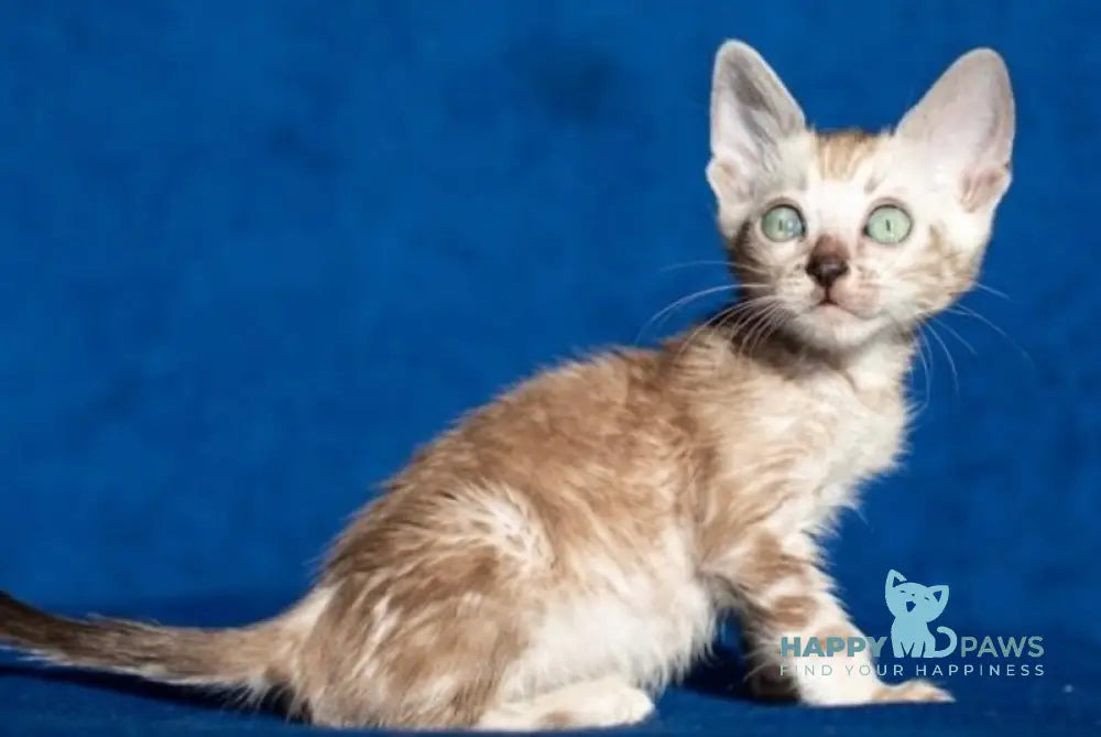 Quiqui Bengal female black tabby pointed live animals