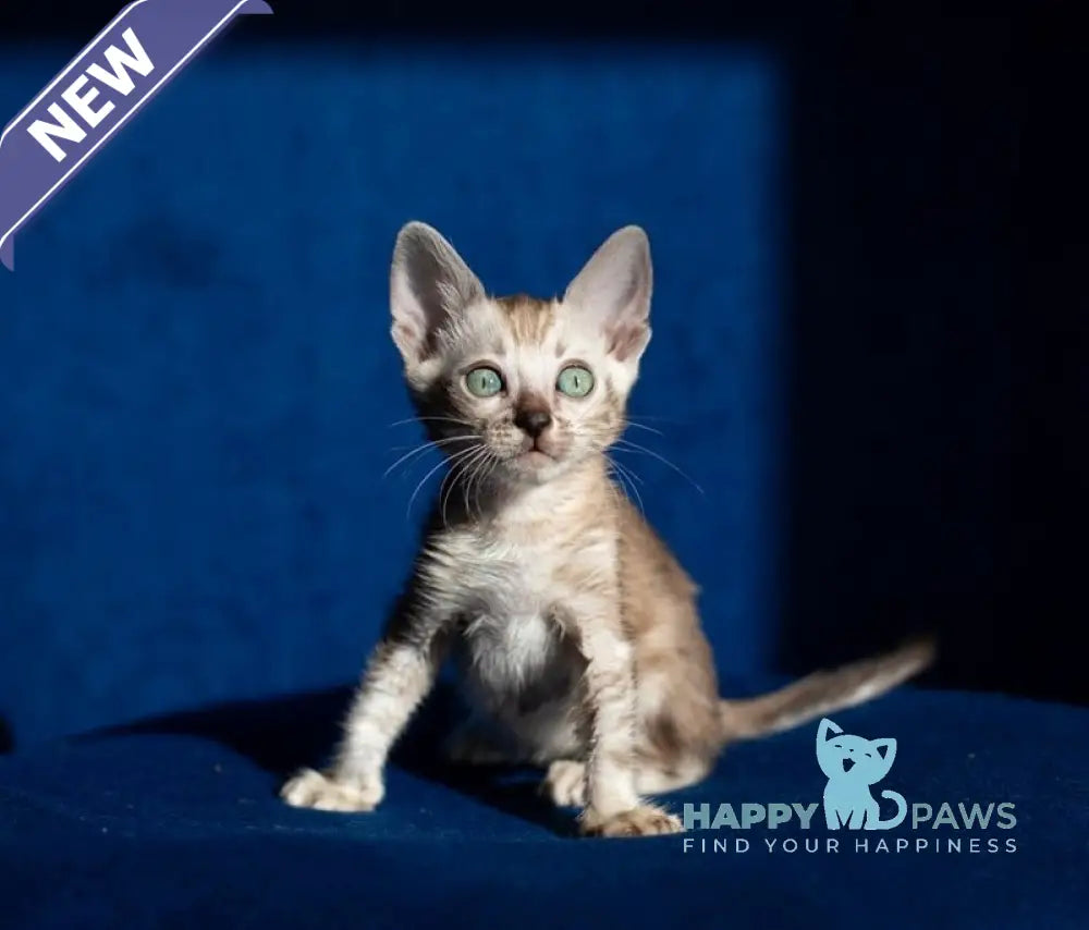 Quiqui Bengal female black tabby pointed live animals