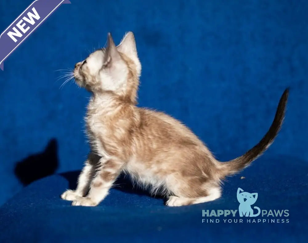 Quiqui Bengal female black tabby pointed live animals