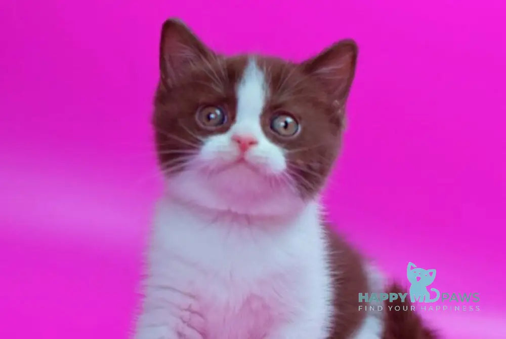 Quira British Shorthair female chocolate bicolour live animals