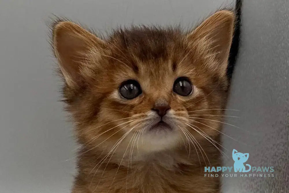 Quirina Somali female ruddy live animals