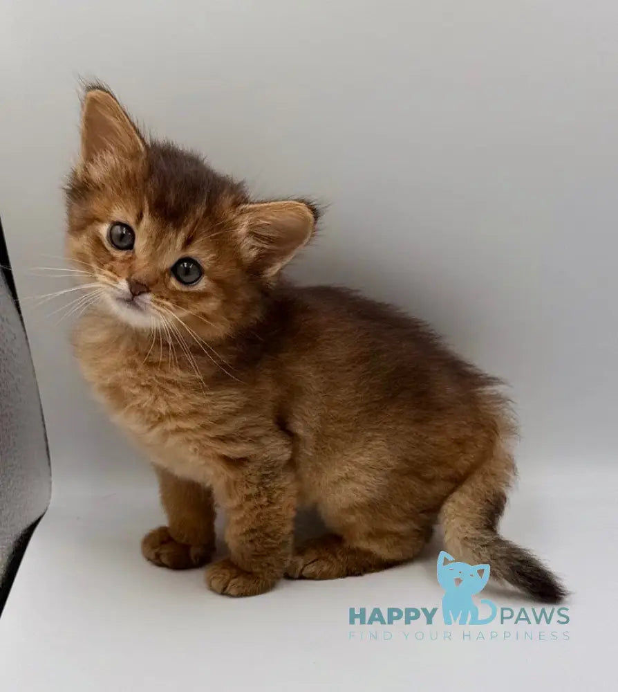 Quirina Somali female ruddy live animals