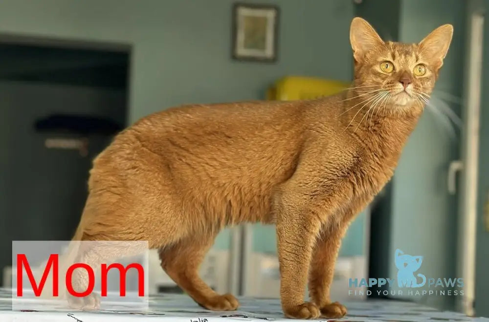 Quirina Somali female ruddy live animals