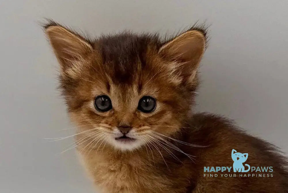 Quirina Somali female ruddy live animals