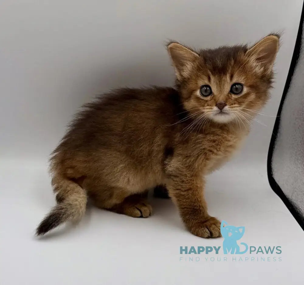 Quirina Somali female ruddy live animals