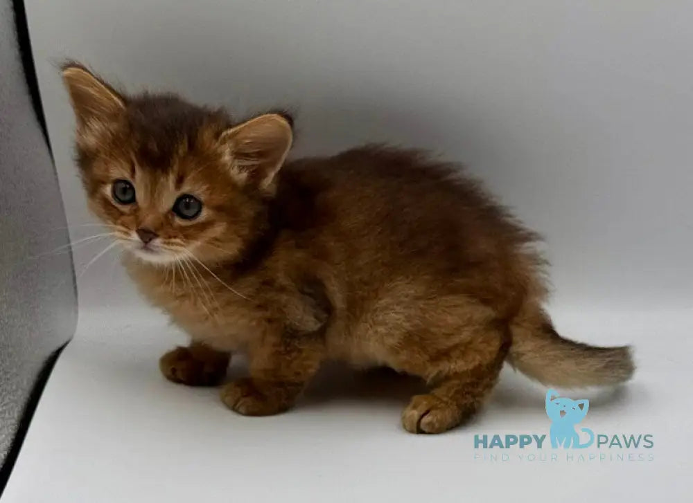 Quirina Somali female ruddy live animals