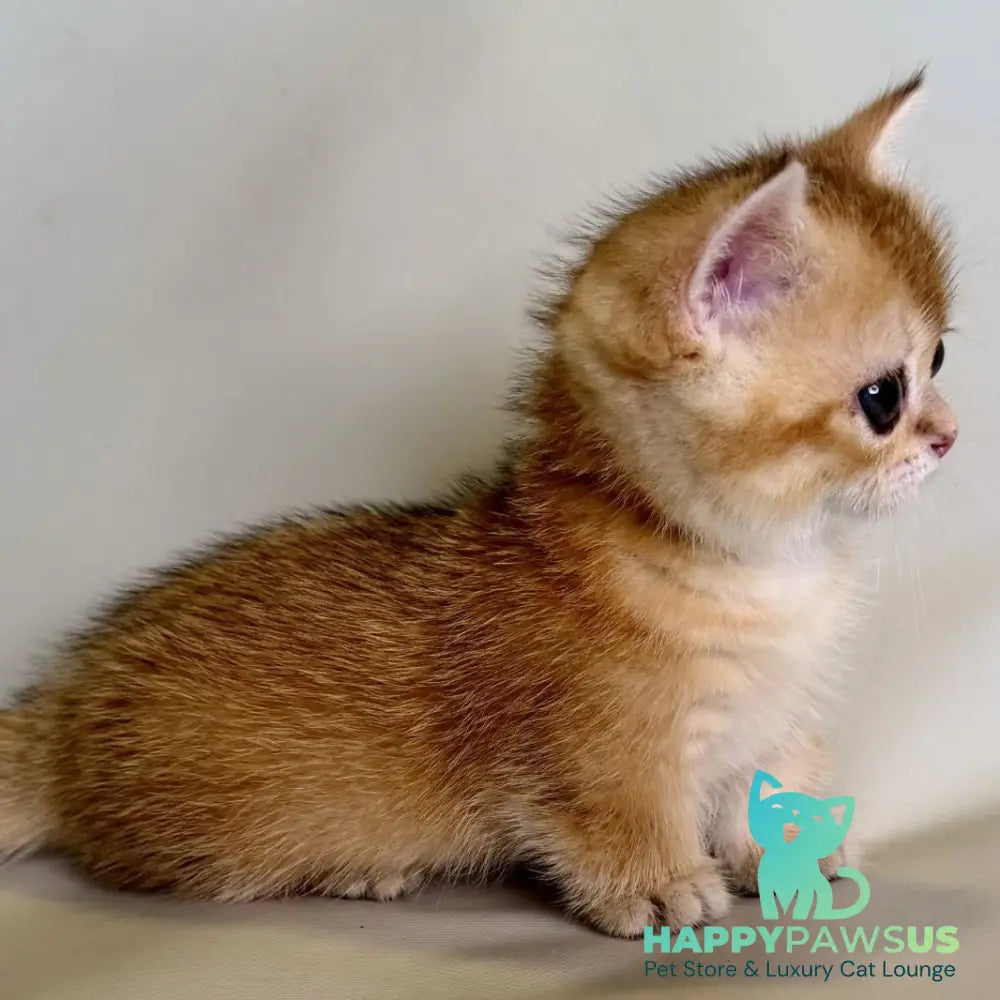 Quirka Munchkin female black golden shaded - live animals
