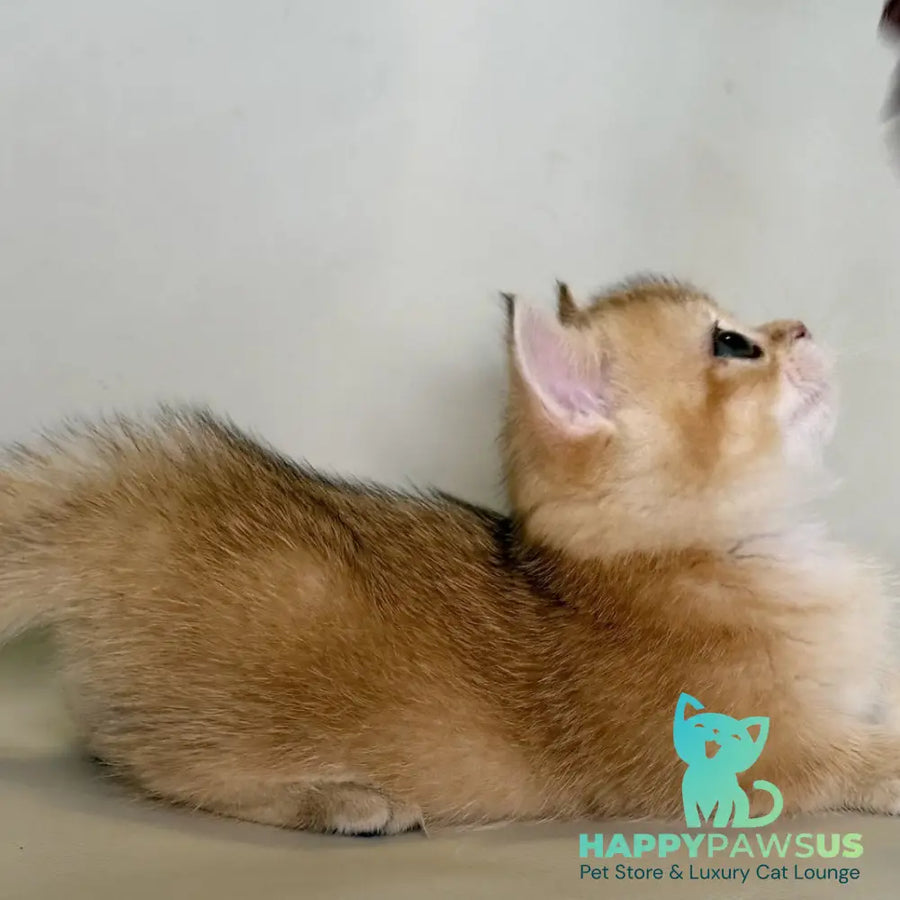 Quirka Munchkin female black golden shaded - live animals