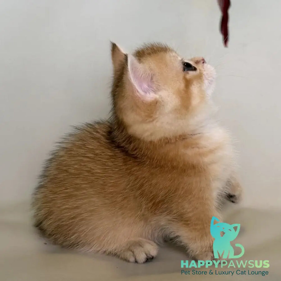 Quirka Munchkin female black golden shaded - live animals