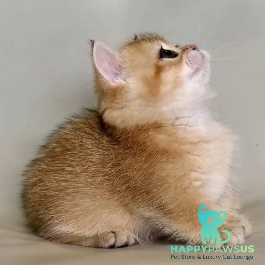 Quirka Munchkin female black golden shaded - live animals
