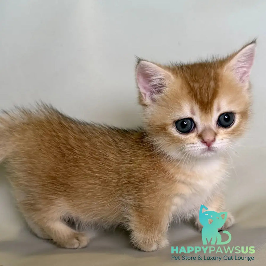 Quirka Munchkin female black golden shaded - live animals