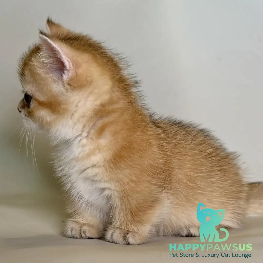 Quirka Munchkin female black golden shaded - live animals