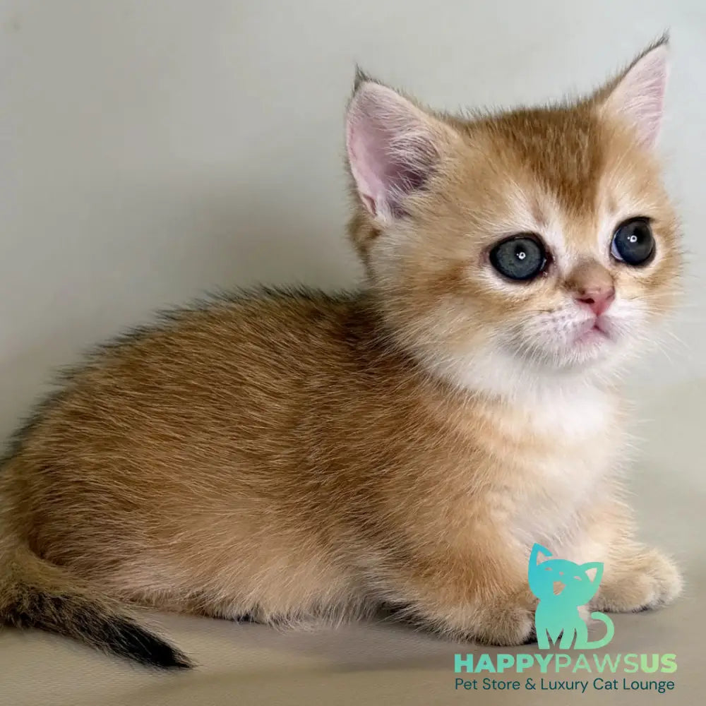 Quirka Munchkin female black golden shaded - live animals