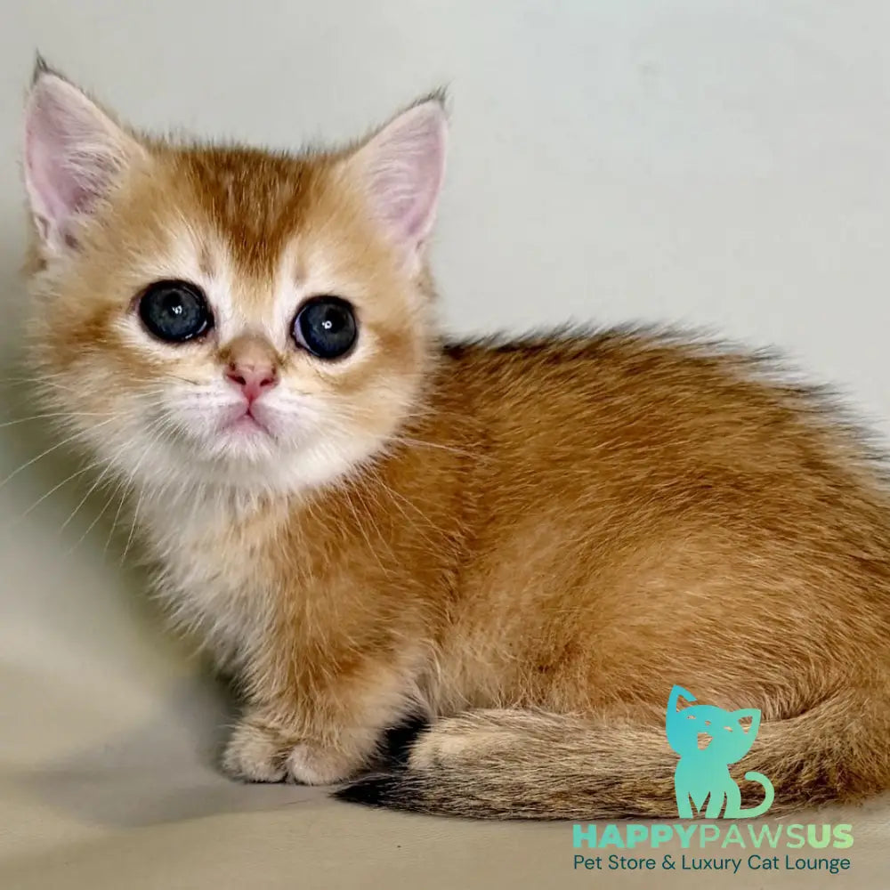Quirka Munchkin female black golden shaded - live animals