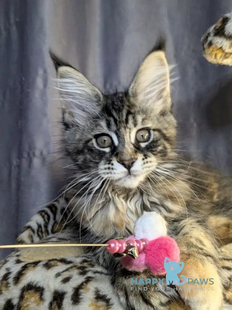 Quisha Maine Coon female black tortie silver tabby live animals