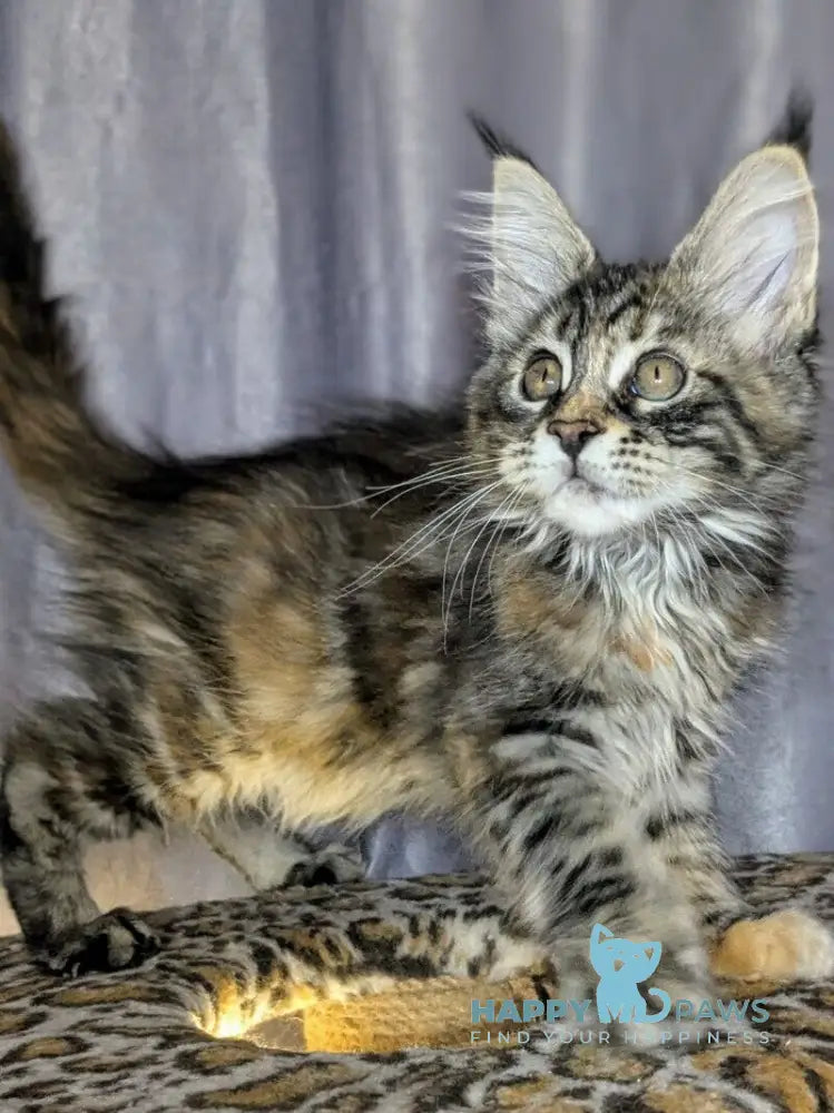 Quisha Maine Coon female black tortie silver tabby live animals