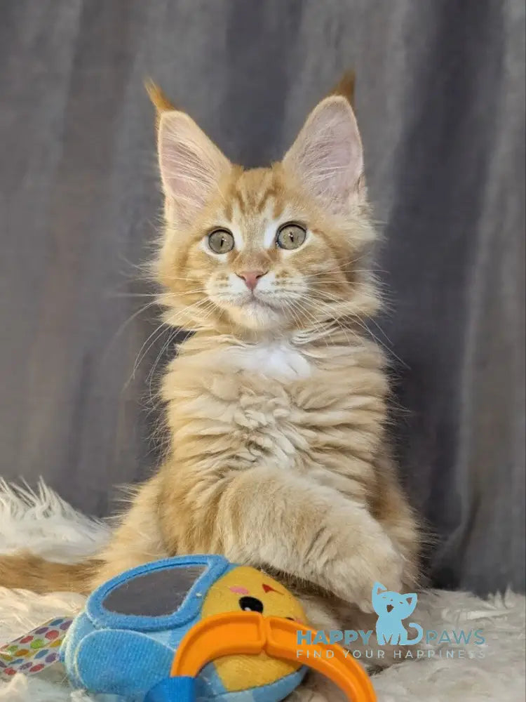 Quissy Maine Coon female red silver tabby live animals