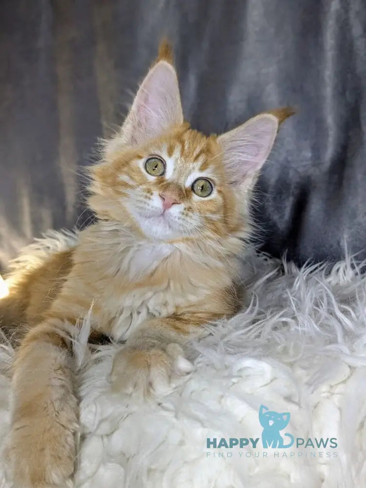 Quissy Maine Coon female red silver tabby live animals