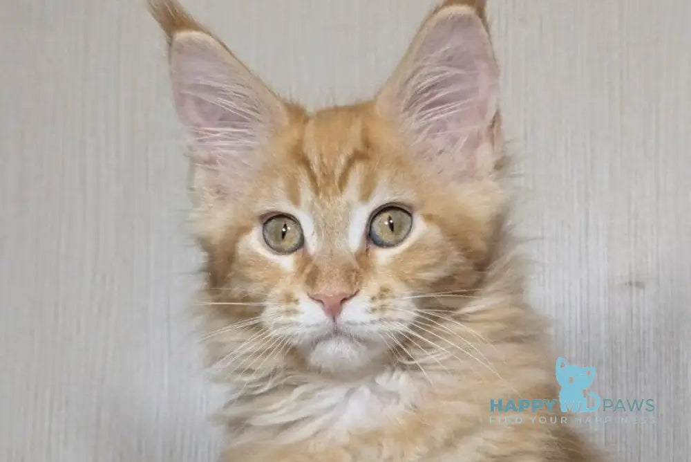 Quissy Maine Coon female red silver tabby live animals