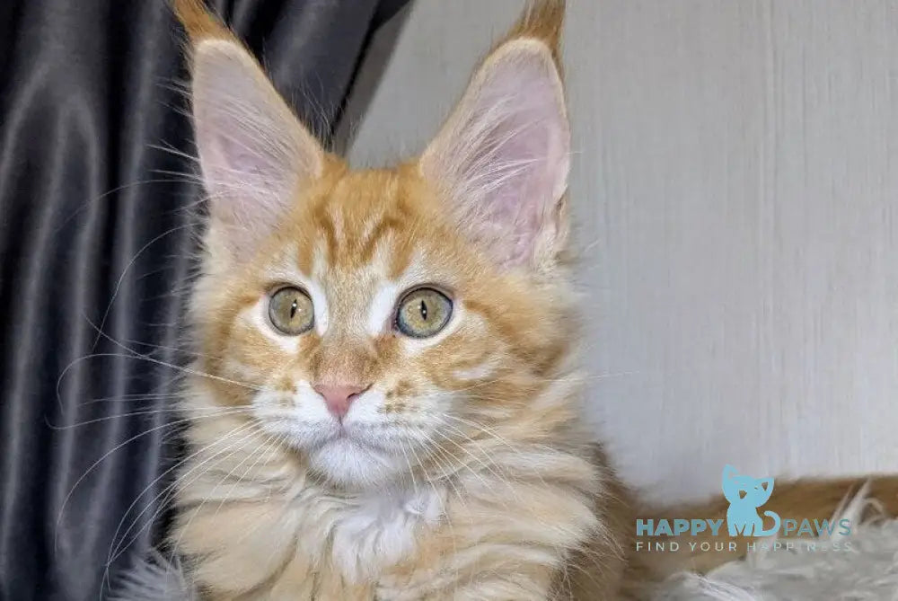 Quissy Maine Coon female red silver tabby live animals