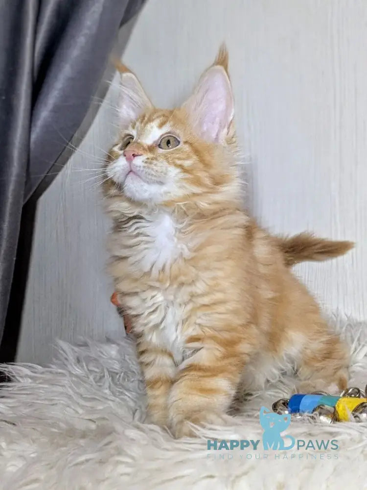 Quissy Maine Coon female red silver tabby live animals