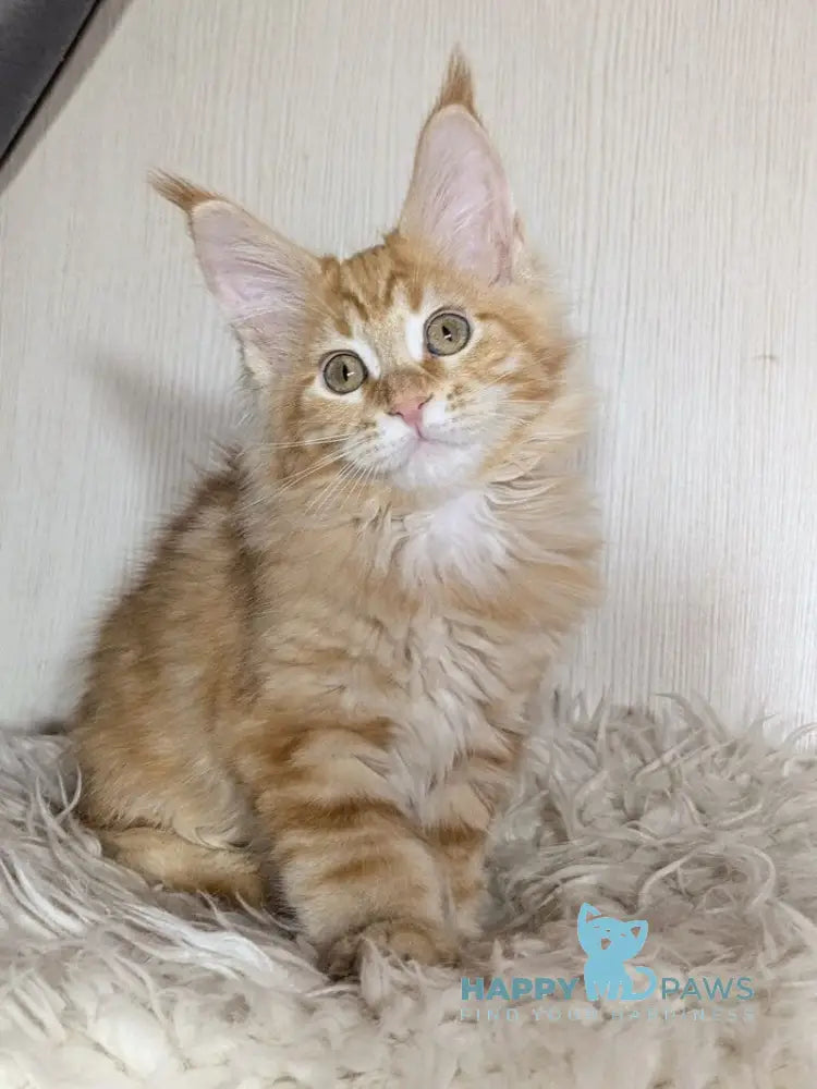 Quissy Maine Coon female red silver tabby live animals