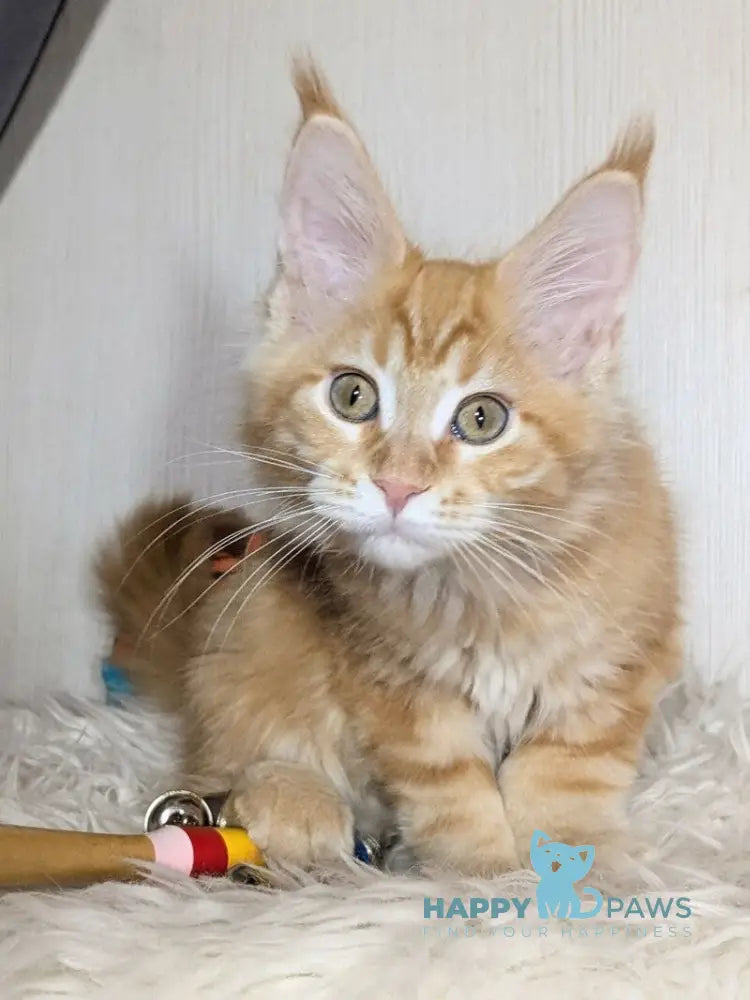 Quissy Maine Coon female red silver tabby live animals